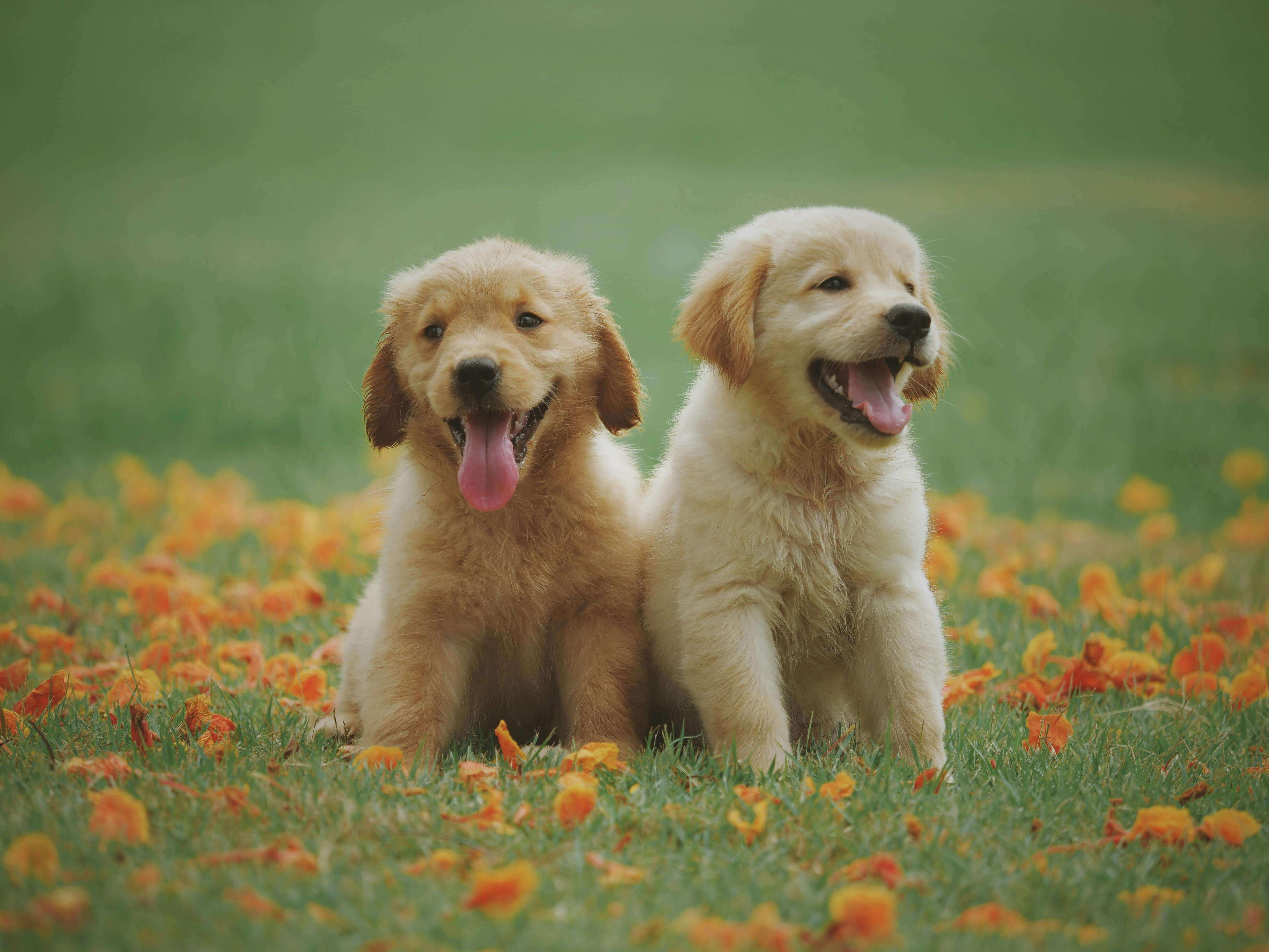 Image of cute puppies sitting together on a lush green lawn, enjoying the outdoors.