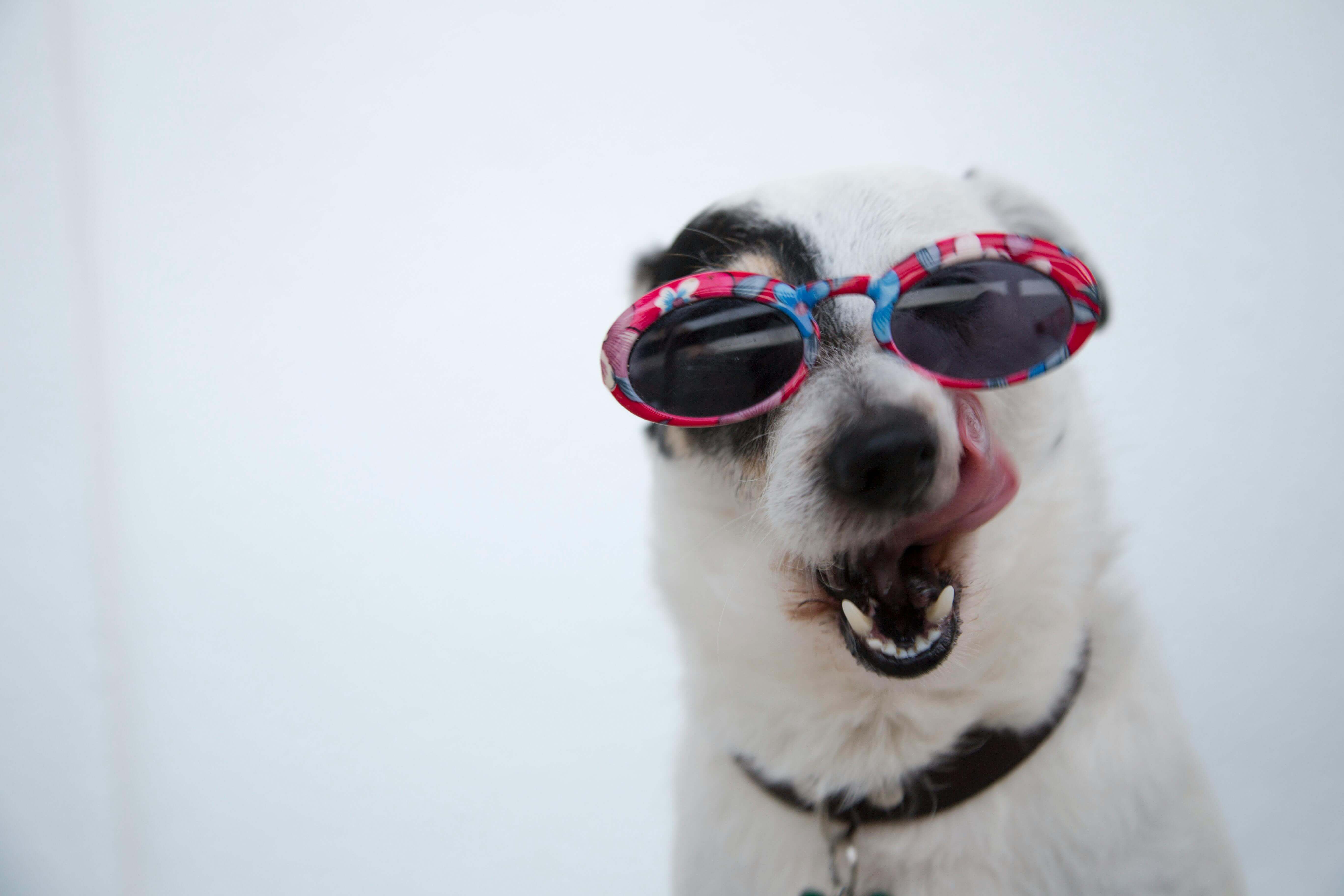 An adorable puppy wearing sunglasses, showcasing a cool and fashionable demeanor.