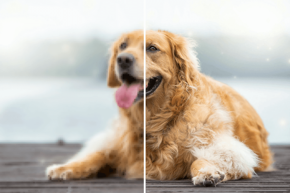 Suppression du flou sur les photos d'animaux de compagnie pour des souvenirs plus clairs